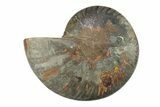 Cut & Polished Ammonite Fossil (Half) - Unusual Black Color #281421-1
